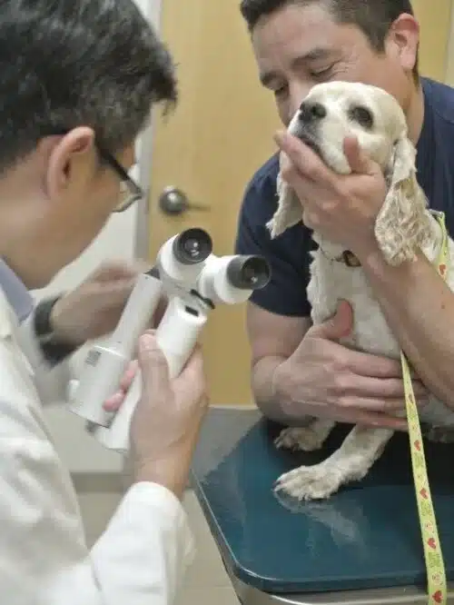 Vet examining a dog's eyes
