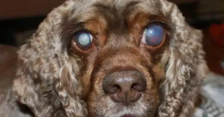 Cocker Spaniel with cataracts