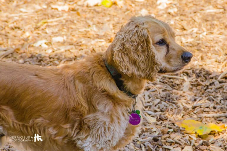 Cocker Spaniel