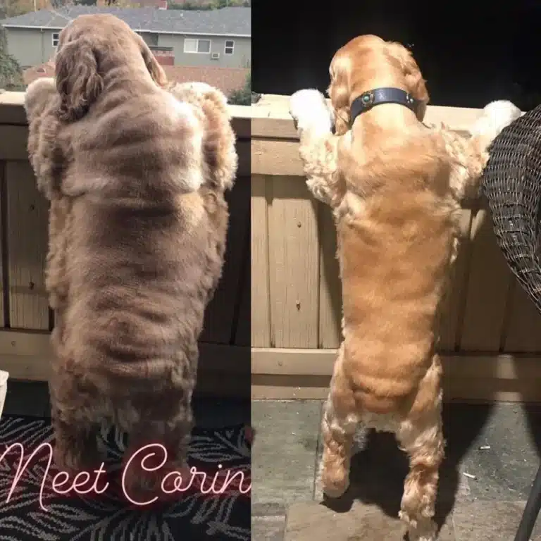 side by side of a cocker soaniel overweight versus normal weight