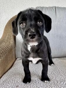Tuxedo 9/28