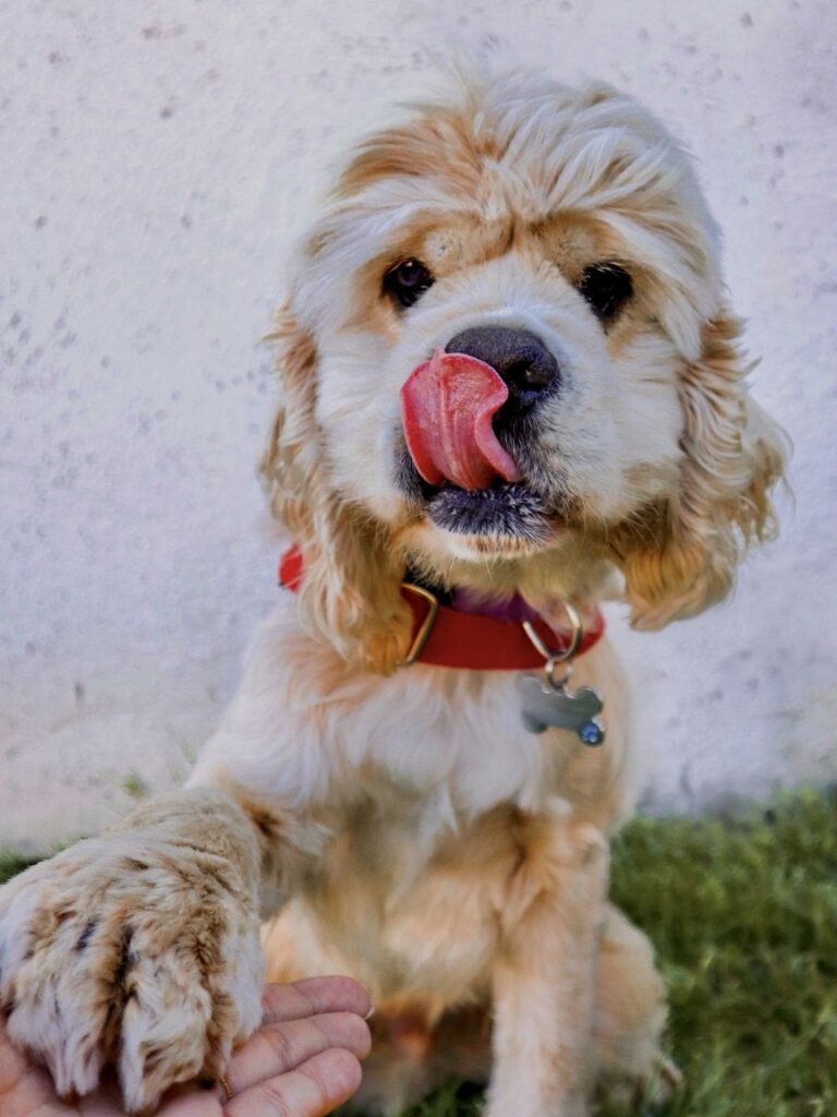 Bowie
