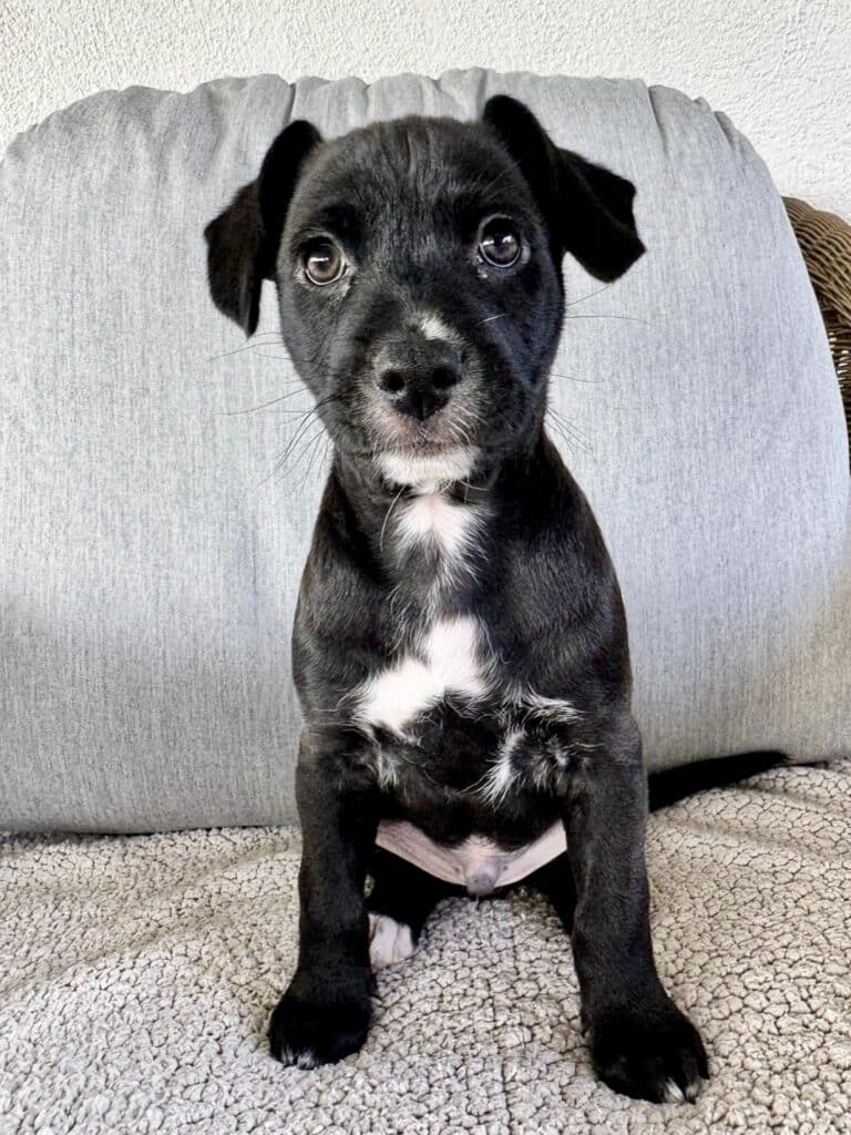 Mr Pickles 9/28