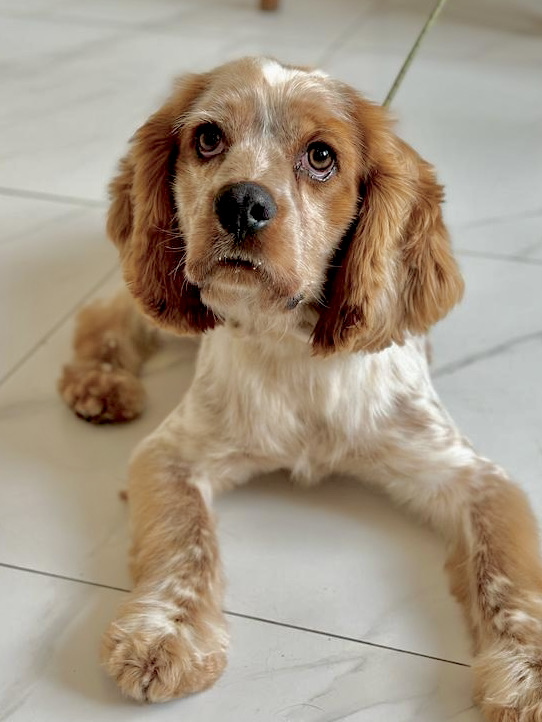 Dumbo (formerly Gumbo)