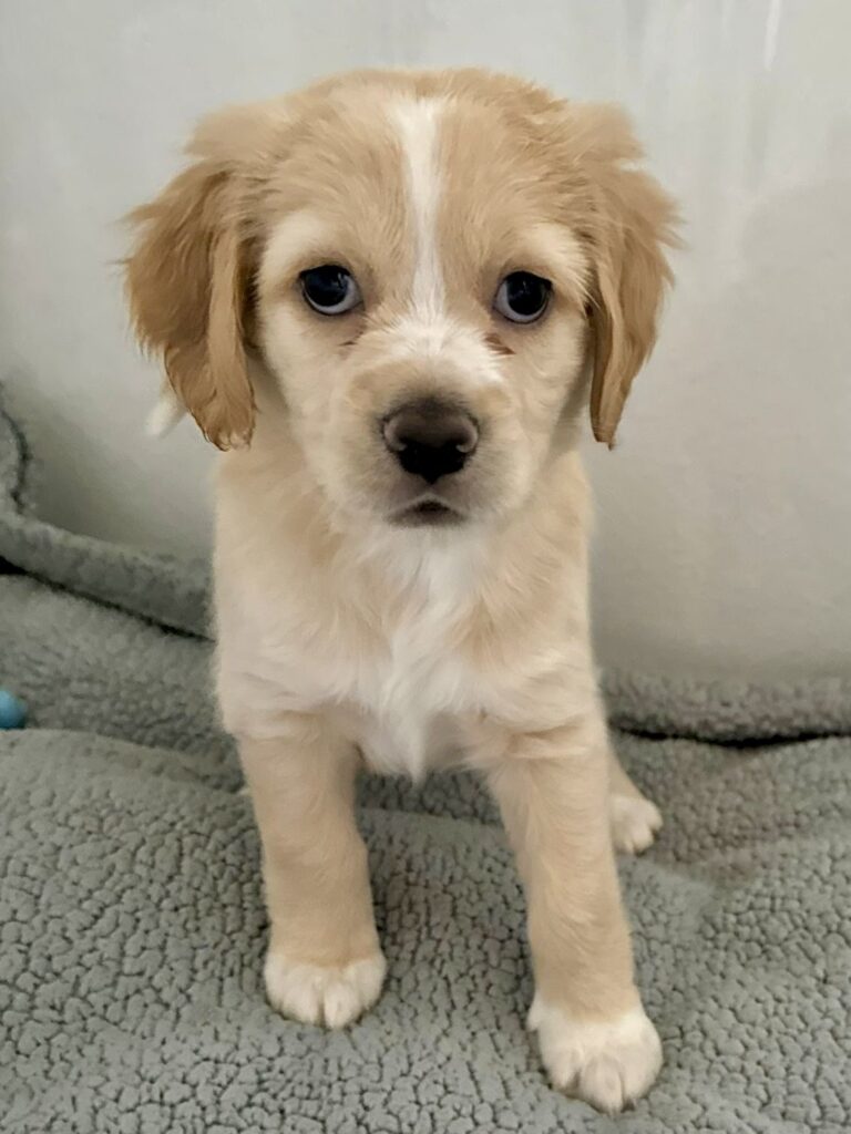Roxie