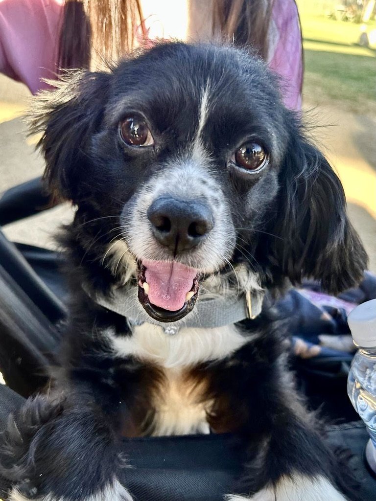 Namee (formerly Gizmo)