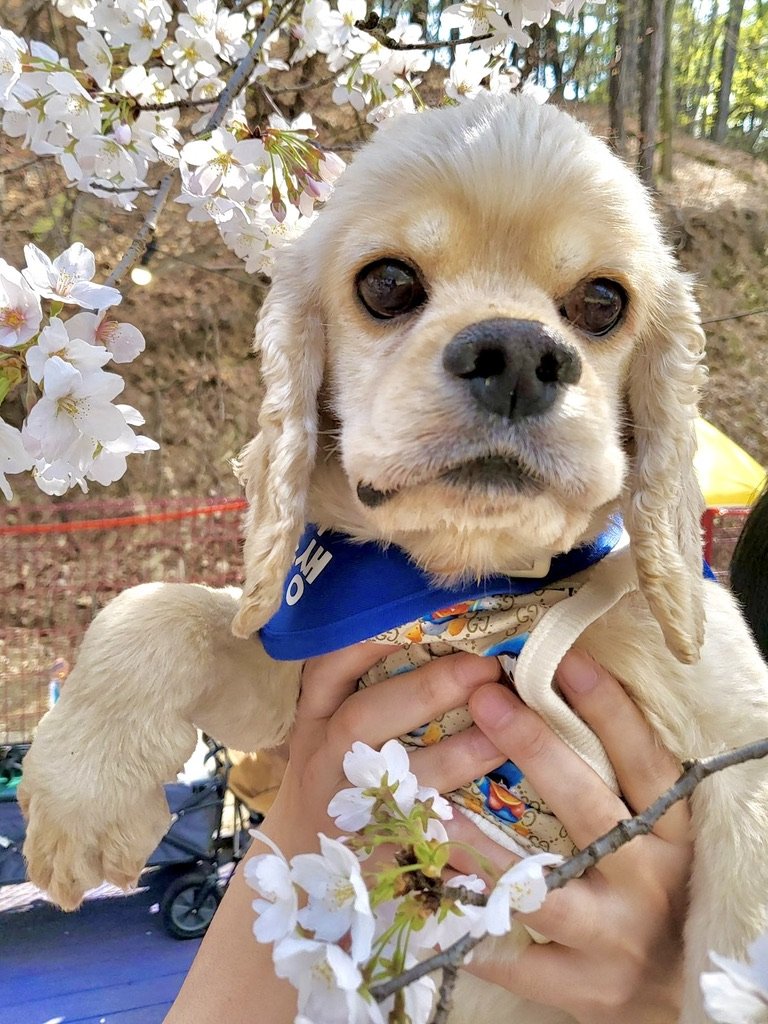 Seattle (formerly Happy)