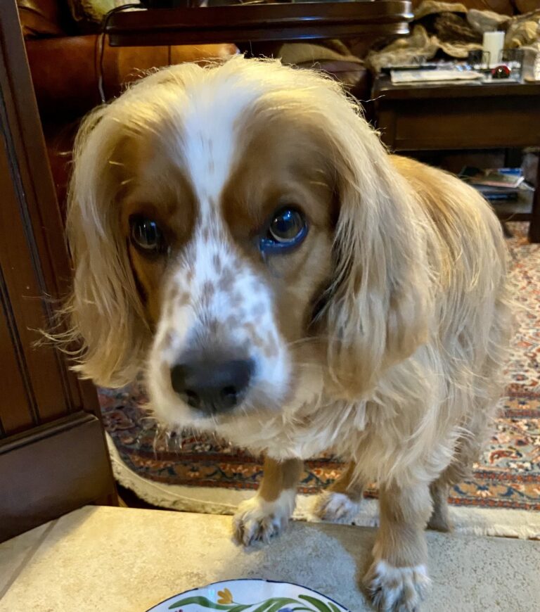 Budley (formerly Cameron)