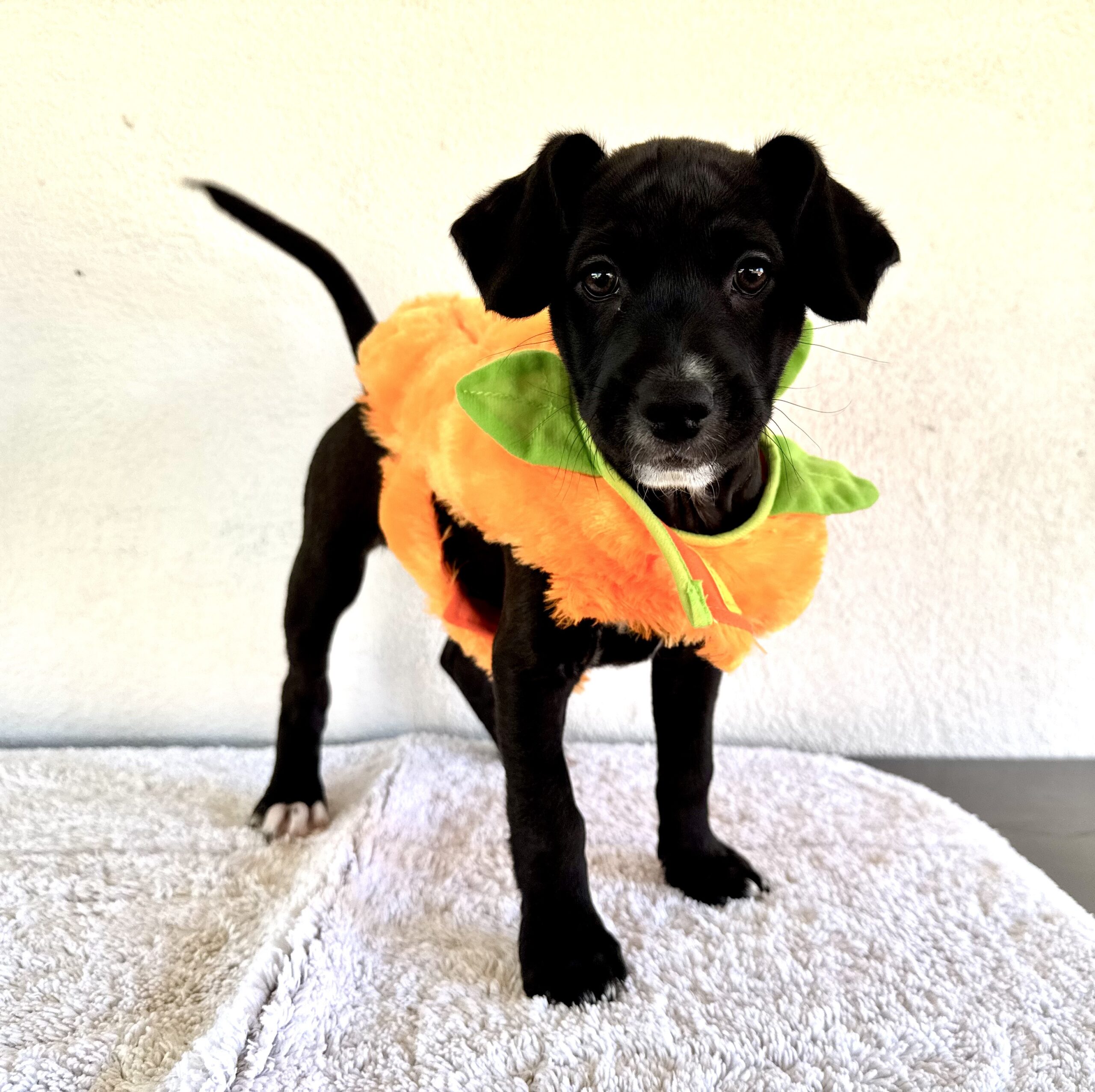 Dressed up for Halloween