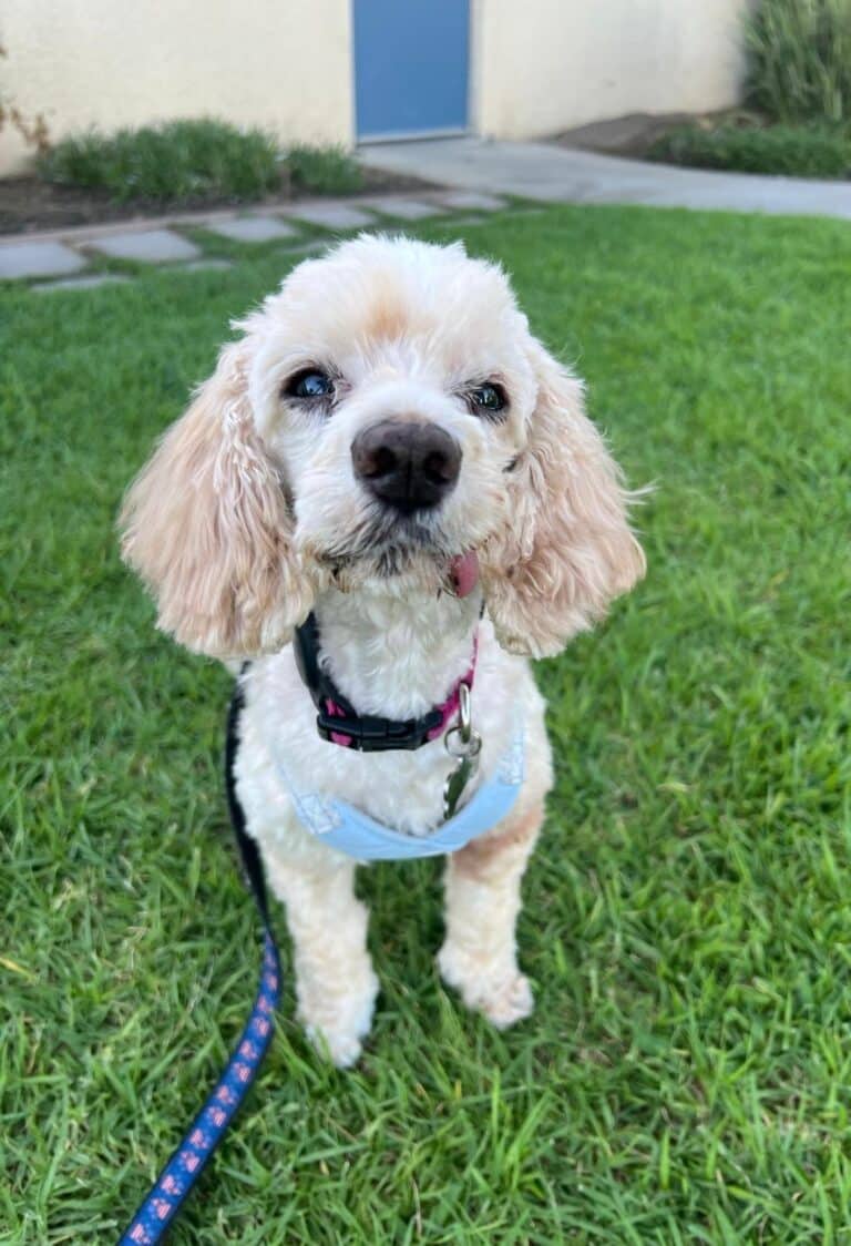 Bella 1