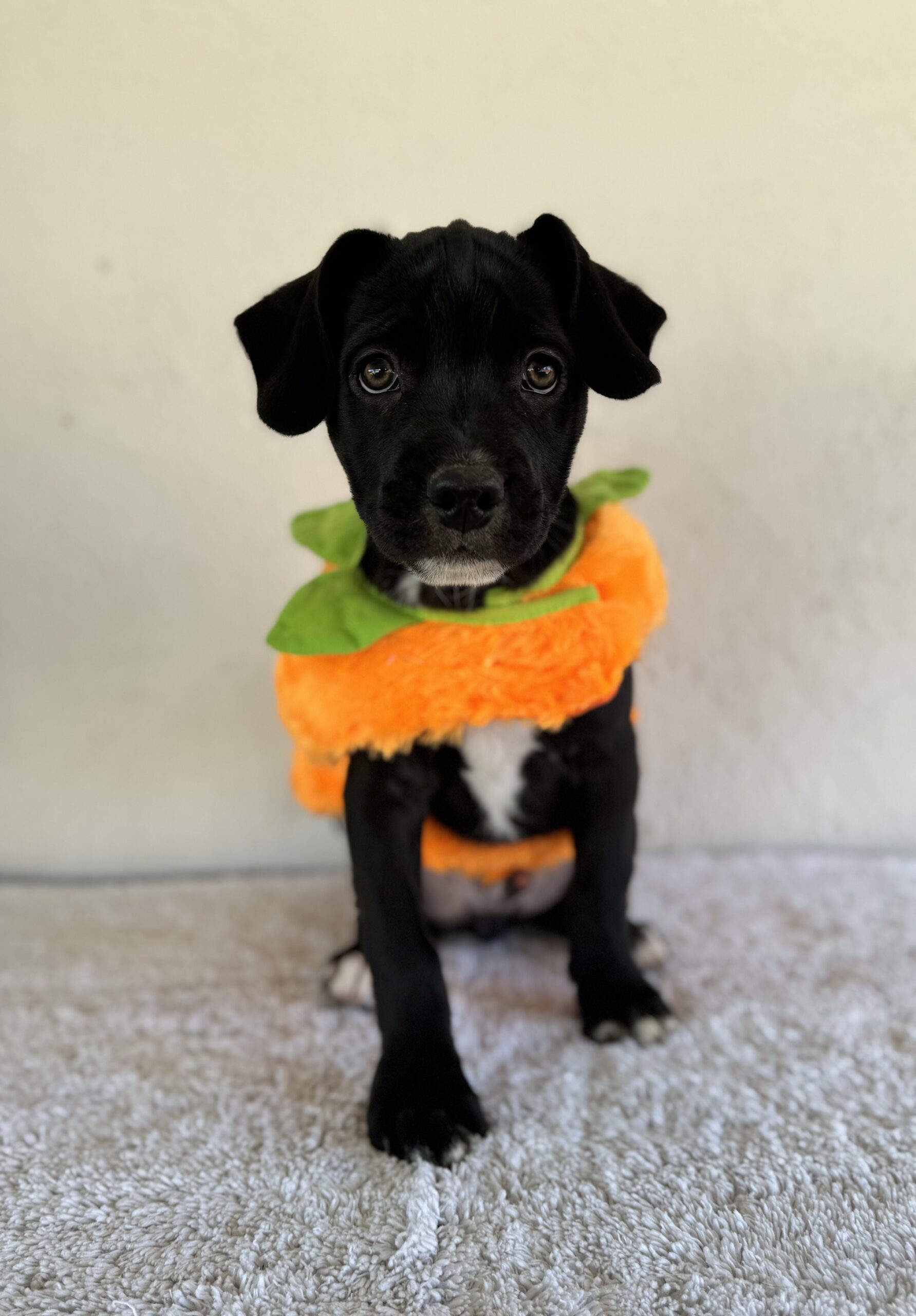 Dressed up for Halloween