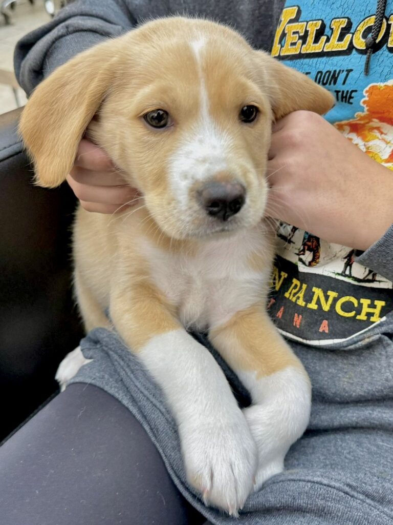 Hugo