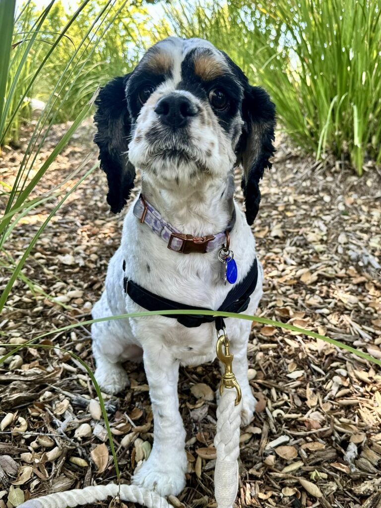 Daisy