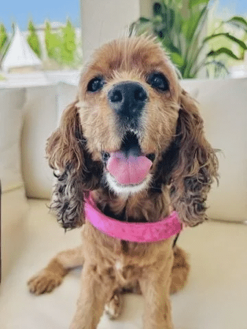 Libby 1
