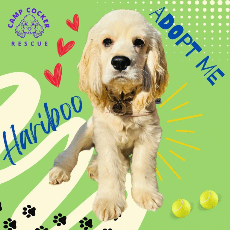 Hariboo 1