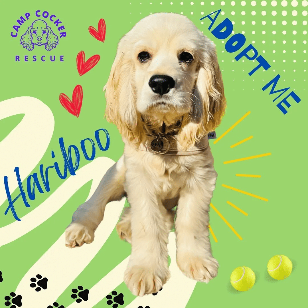 Hariboo 1