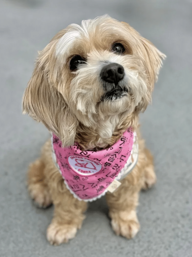 Daisy 4