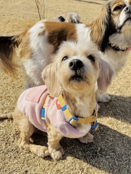 Daisy 6