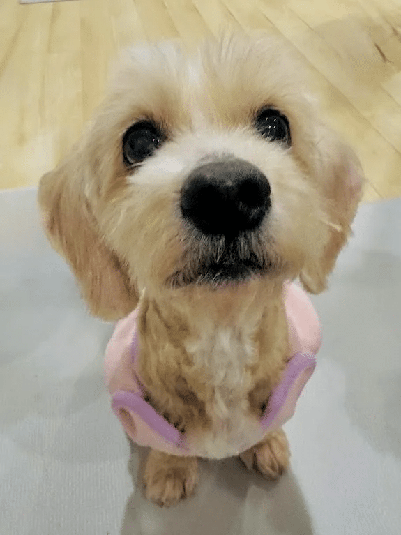 Daisy 8