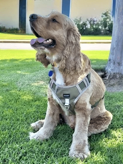 Fozzie Bear 7