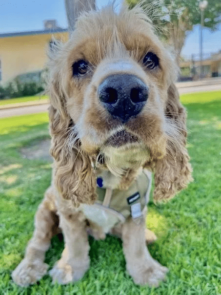 Fozzie Bear 8