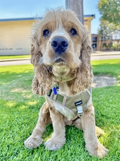 Fozzie Bear 12