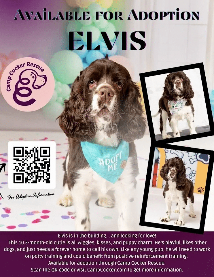 Elvis 5