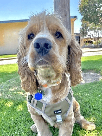 Fozzie Bear 15