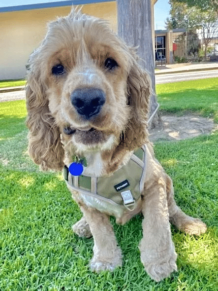 Fozzie Bear 3