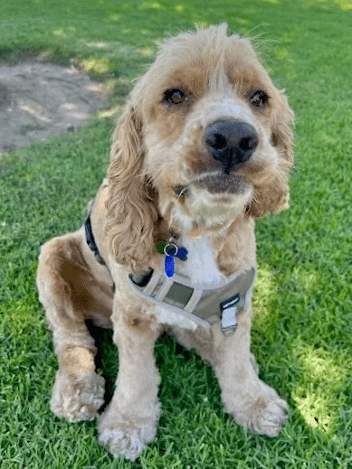 Fozzie Bear 5