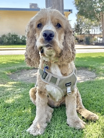 Fozzie Bear 6