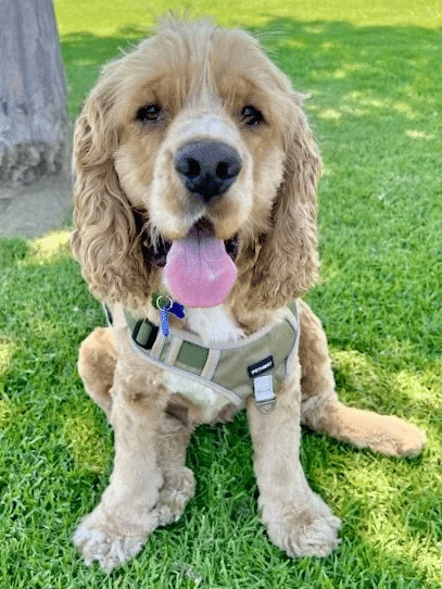 Fozzie Bear 9
