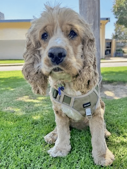 Fozzie Bear 11