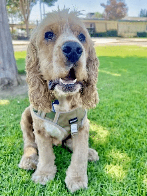 Fozzie Bear 13