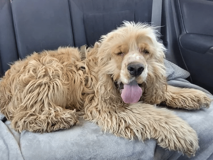 Fozzie Bear 14