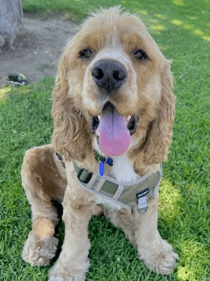 Fozzie Bear 17