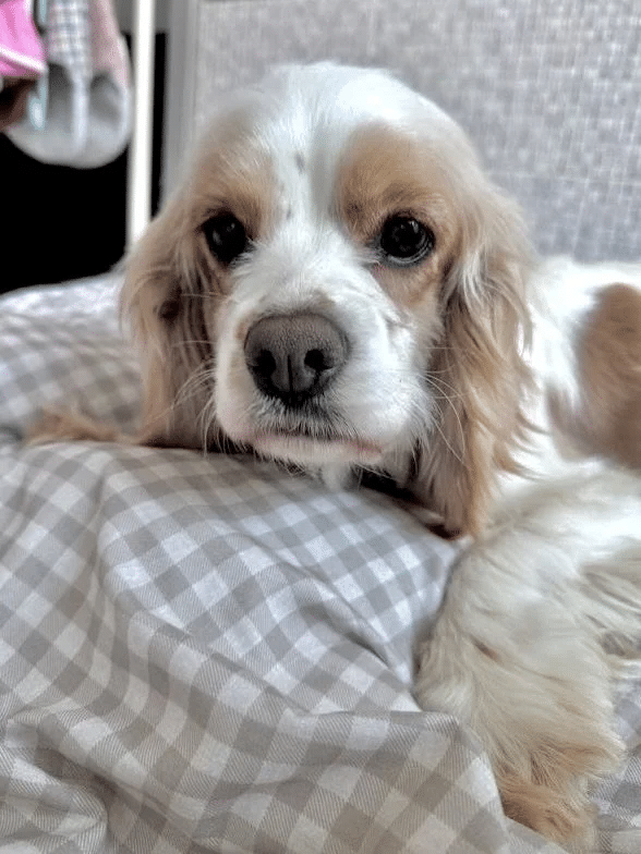 Harriet 2