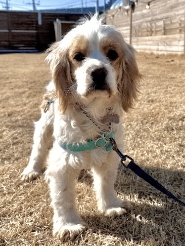 Harriet 9