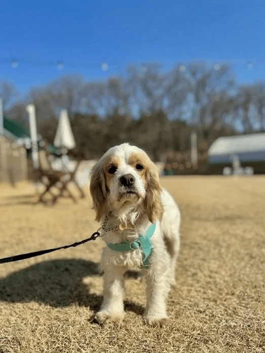 Harriet 11