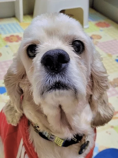 Jiffy 3