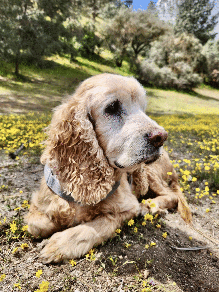 Dougal 1