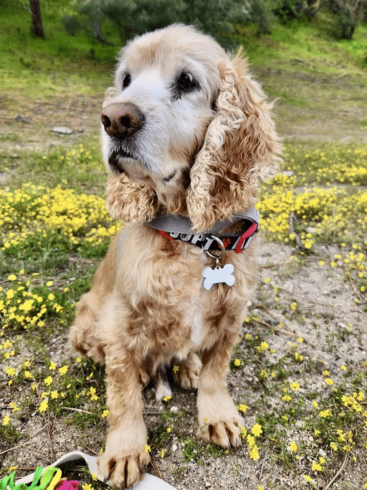 Dougal 2