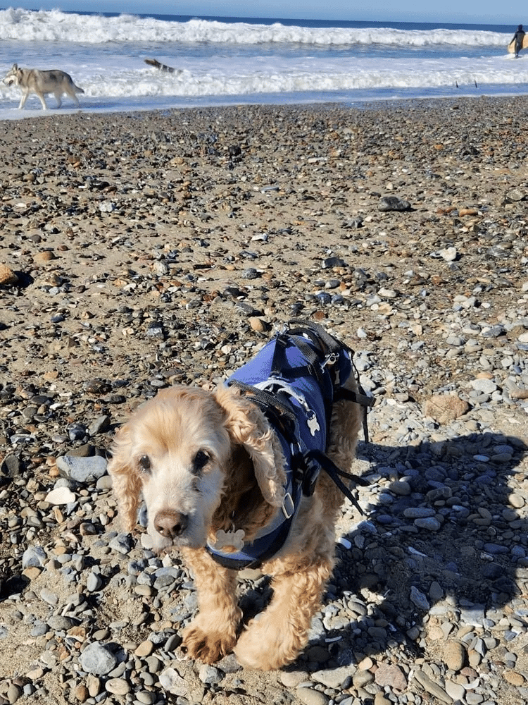 Dougal 6