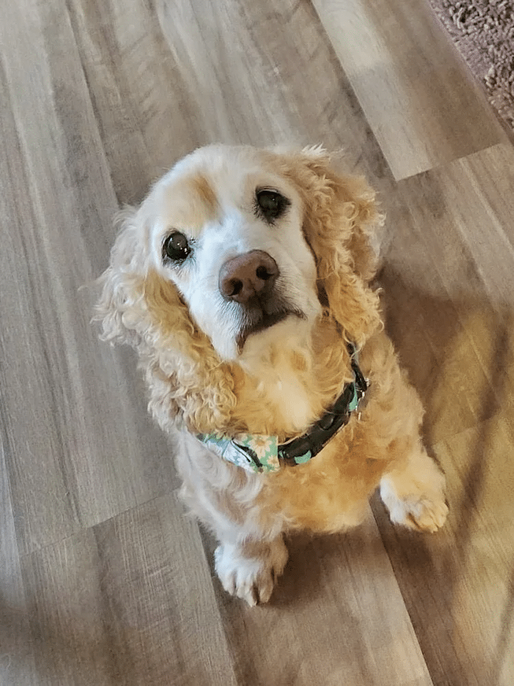 Dougal 7