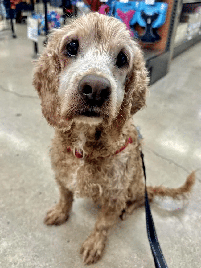 Dougal 8