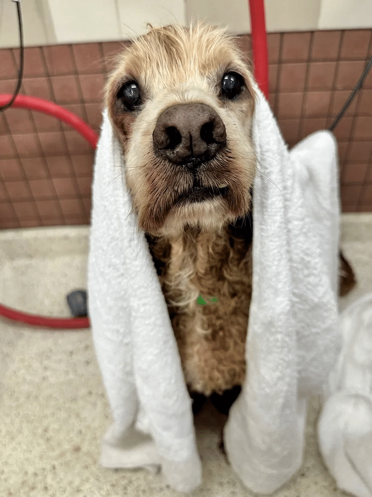 Dougal 9